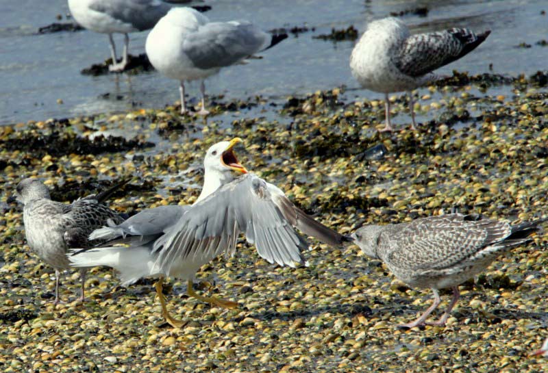 Yellow-legged Gull