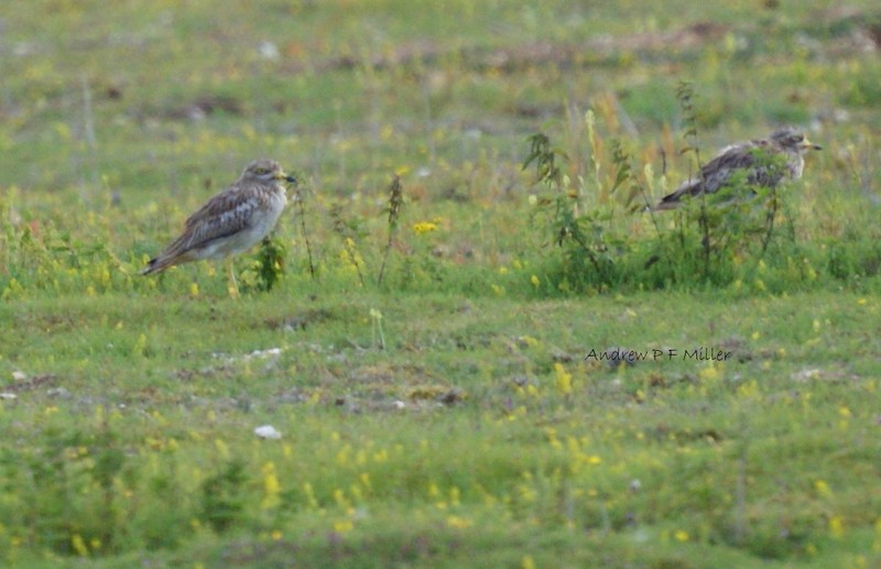 Stone Curlew