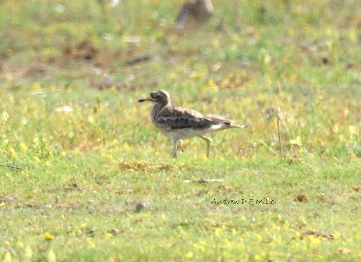 Stone Curlew