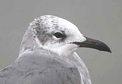 Laughing Gull