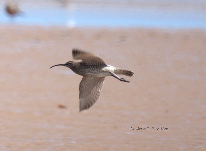 Whimbrel