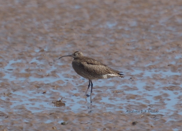 Whimbrel