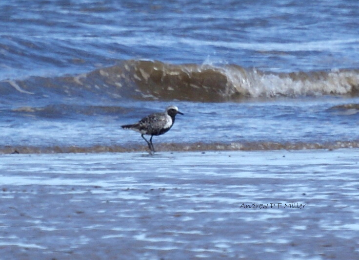 Grey Plover