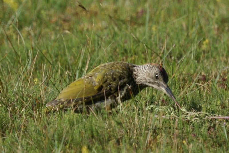 Green Woodpecker