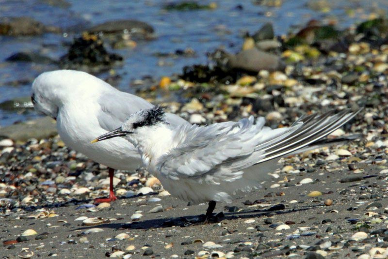 Sandwich Tern