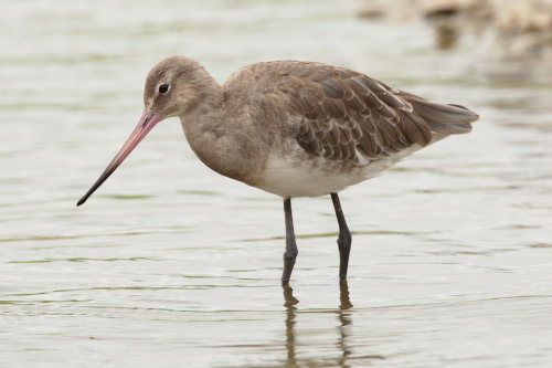 Black-tailed Godwit