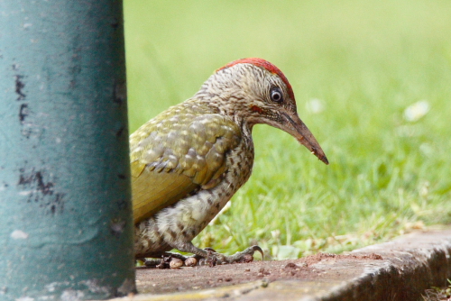 Green Woodpecker
