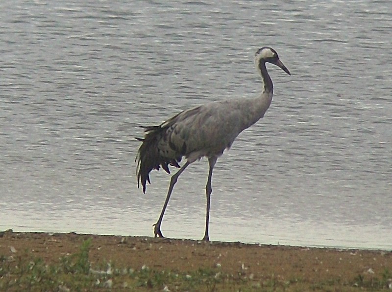 Common Crane
