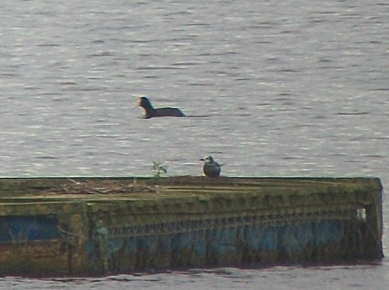 White-winged Black Tern