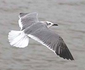 Laughing Gull