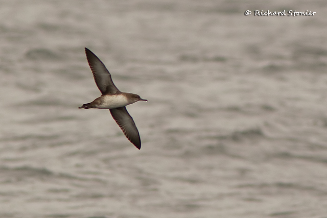 Balearic Shearwater