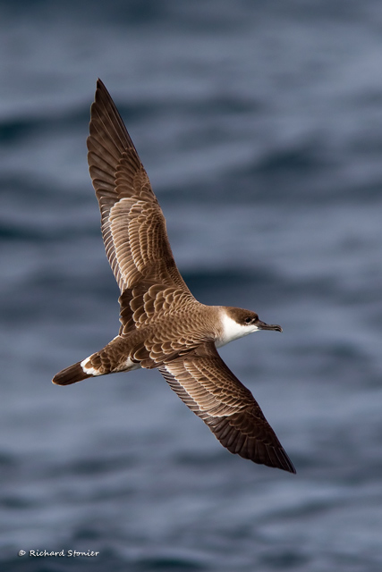 Great Shearwater