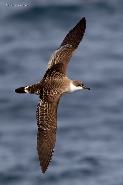 Great Shearwater
