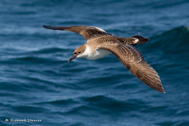 Great Shearwater