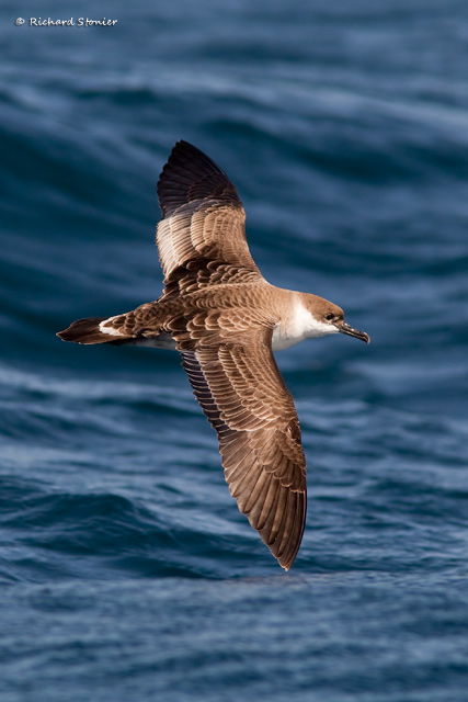 Great Shearwater