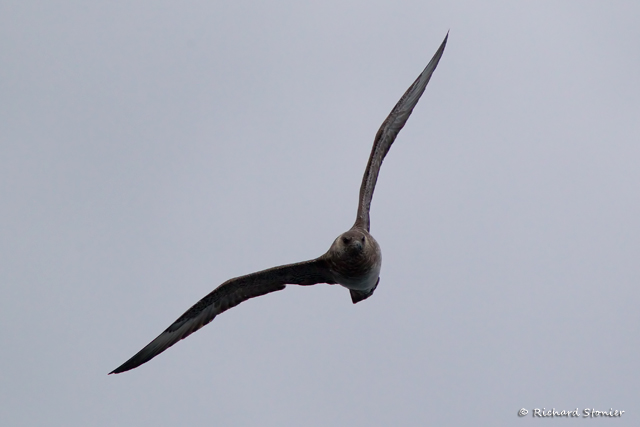Pomarine Skua