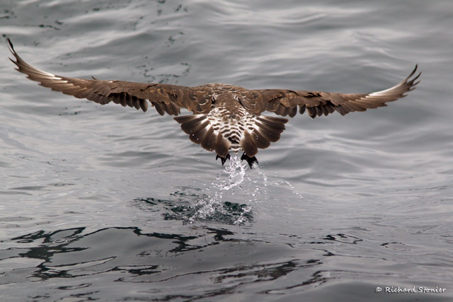 Pomarine Skua