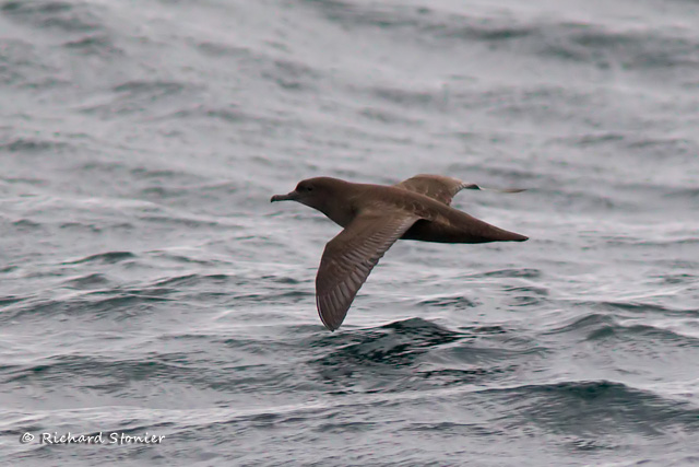 Sooty Shearwater