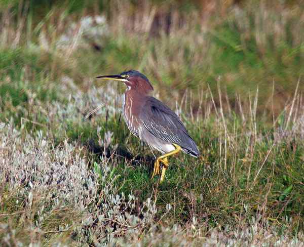 Green Heron
