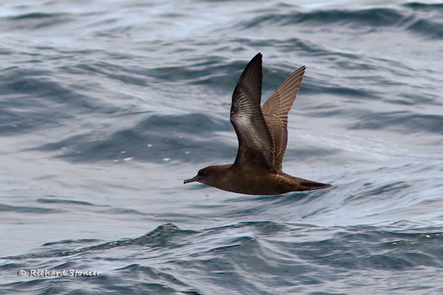 Sooty Shearwater