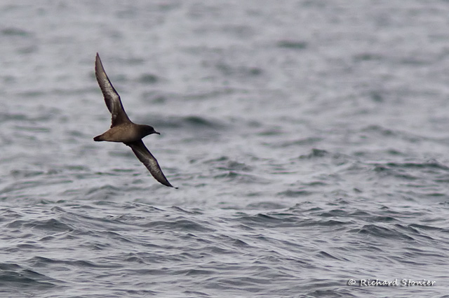 Sooty Shearwater