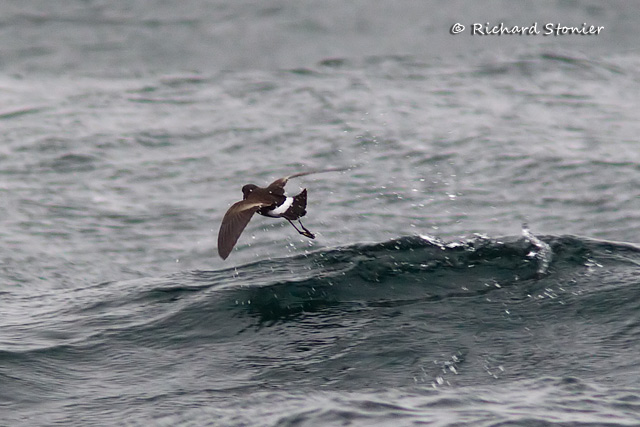 Wilson's Petrel