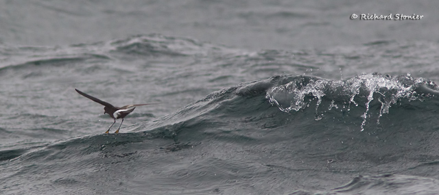 Wilson's Petrel