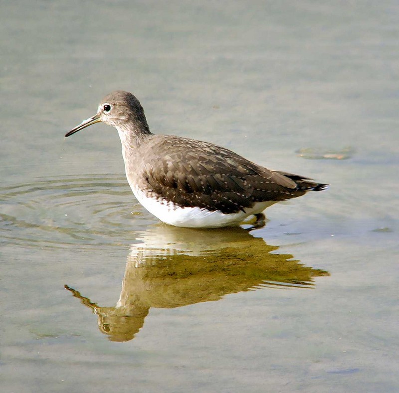 Green Sandpiper