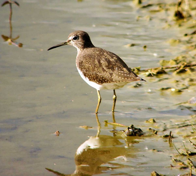 Green Sandpiper
