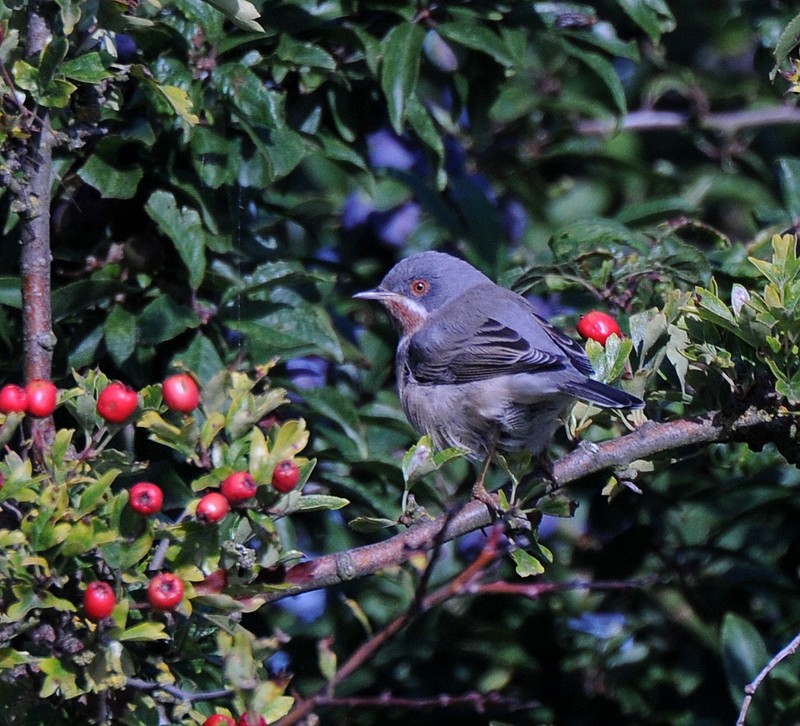 Subalpine Warbler