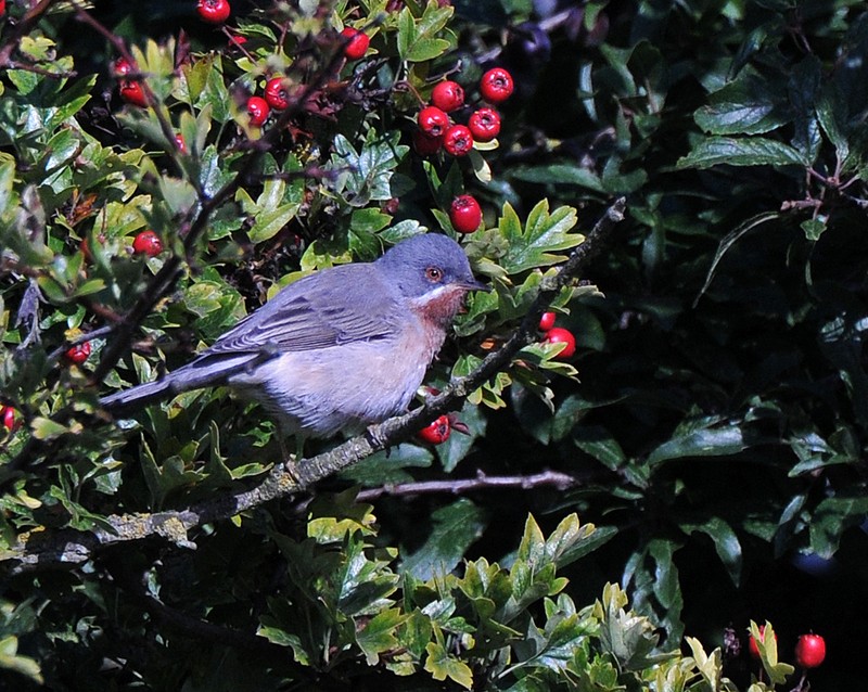 Subalpine Warbler