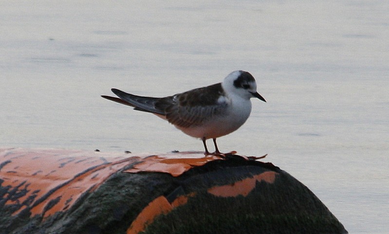 White-winged Black Tern