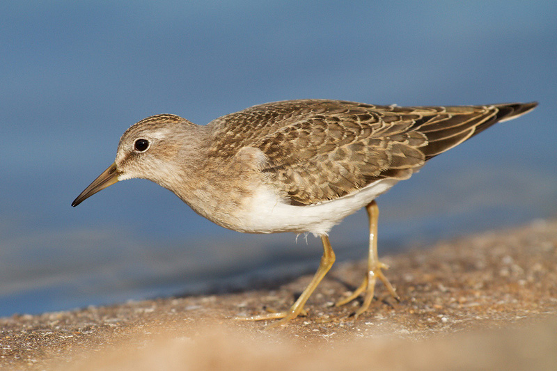 Temminck's Stint
