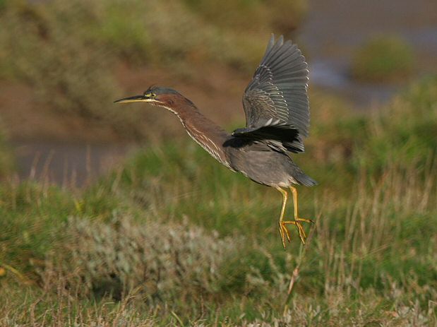 Green Heron