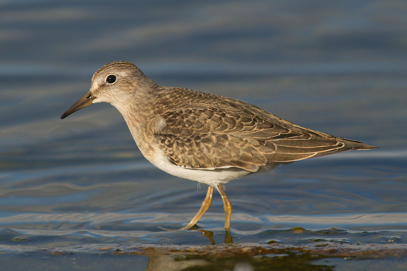 Temminck's Stint