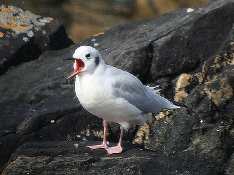Bonaparte's Gull