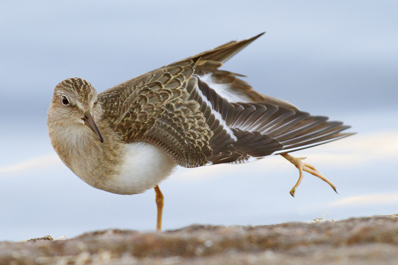 Temminck's Stint