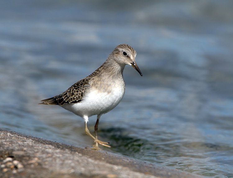 Temminck's Stint