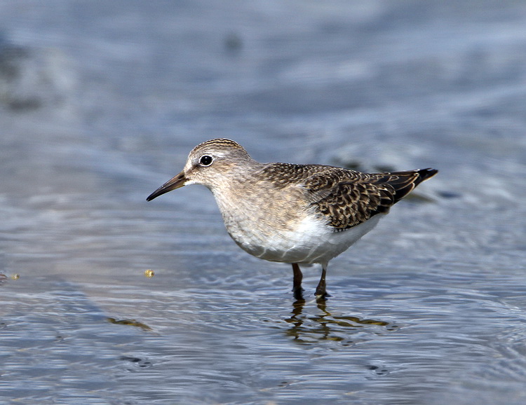 Temminck's Stint