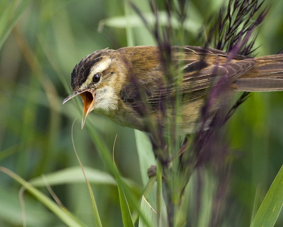 Sedge Warbler