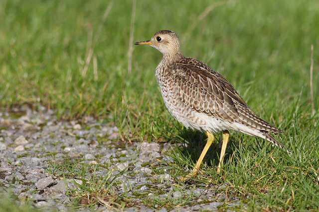 Upland Sandpiper