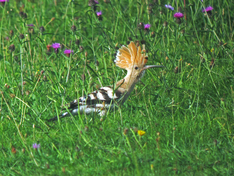 Hoopoe