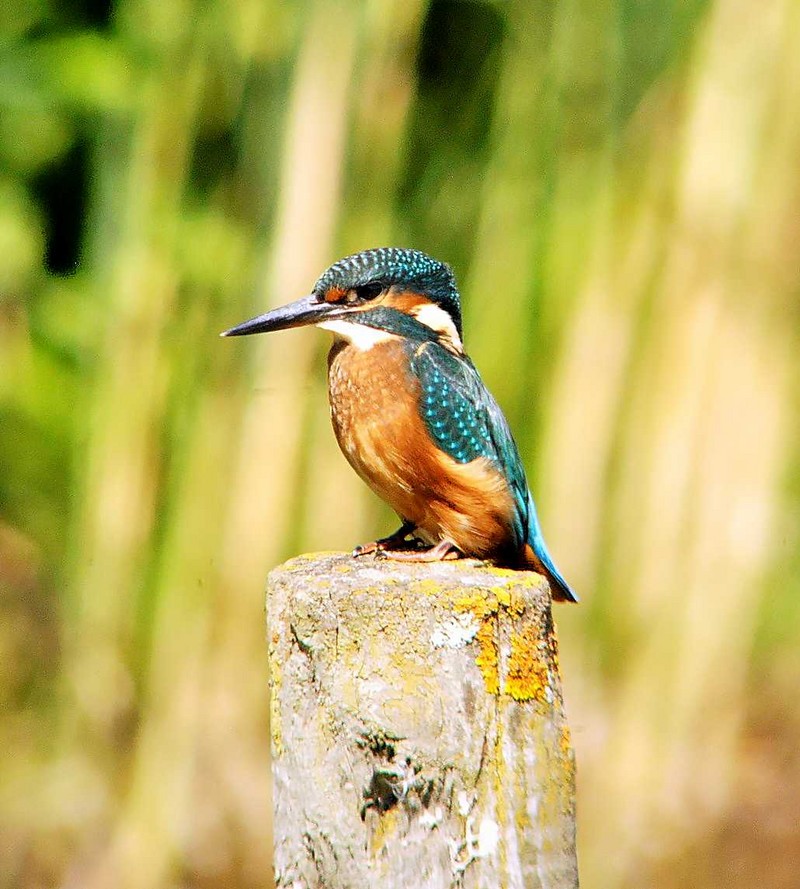 Kingfisher