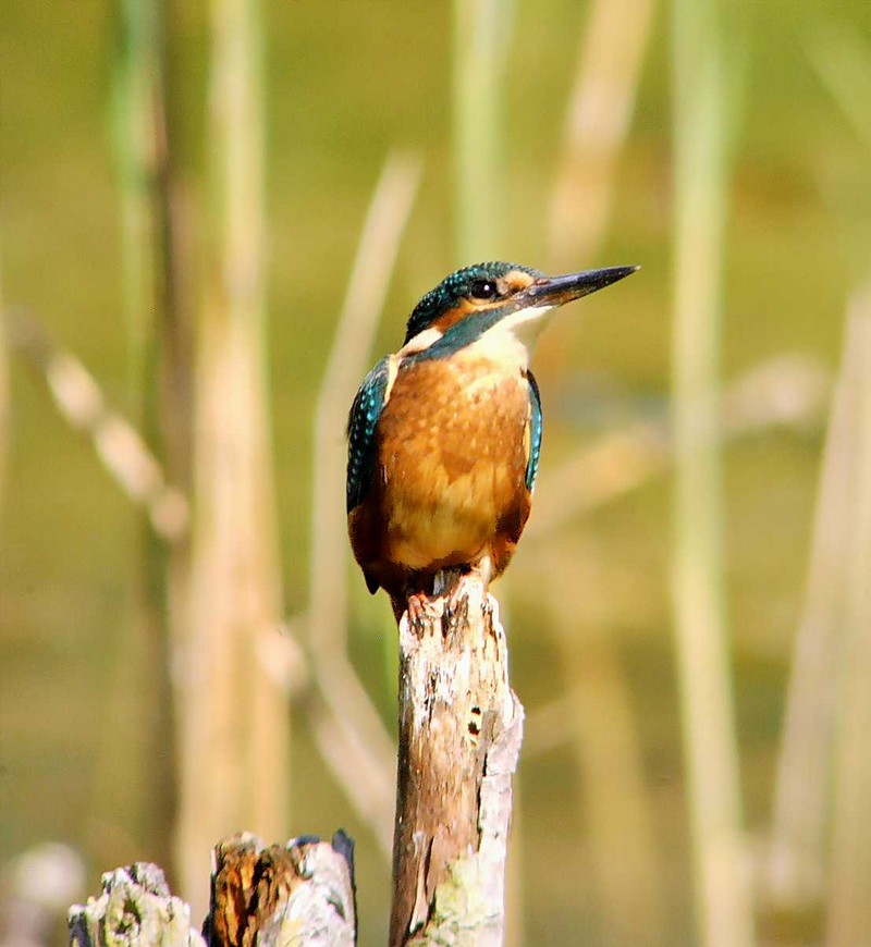 Kingfisher