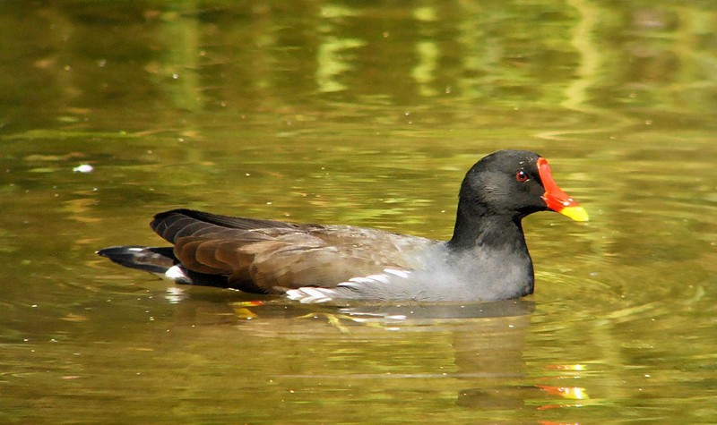 Moorhen