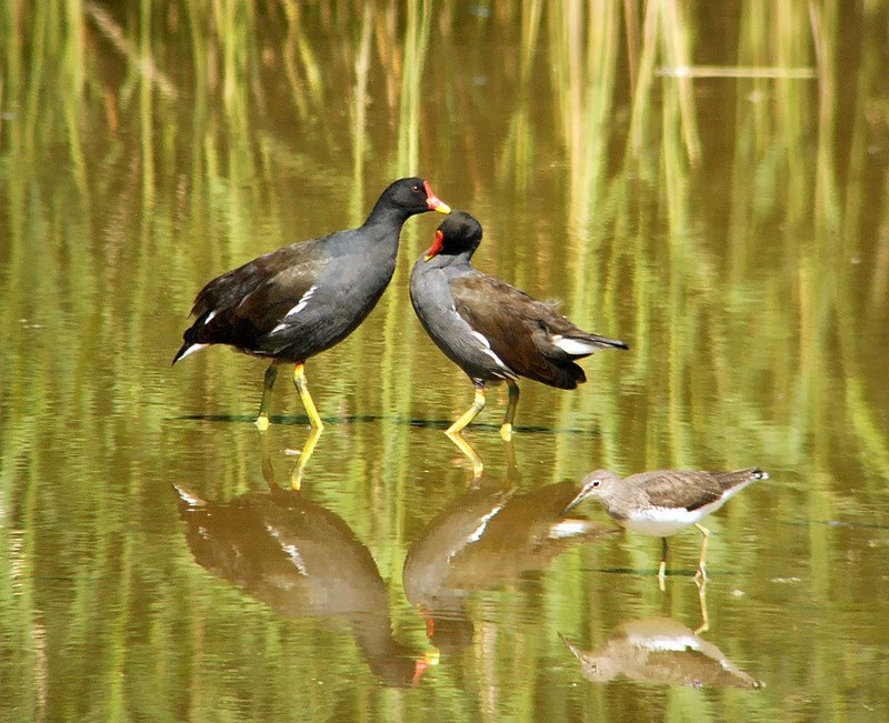 Moorhen