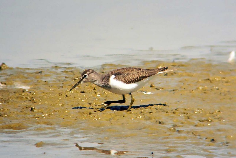 Common Sandpiper