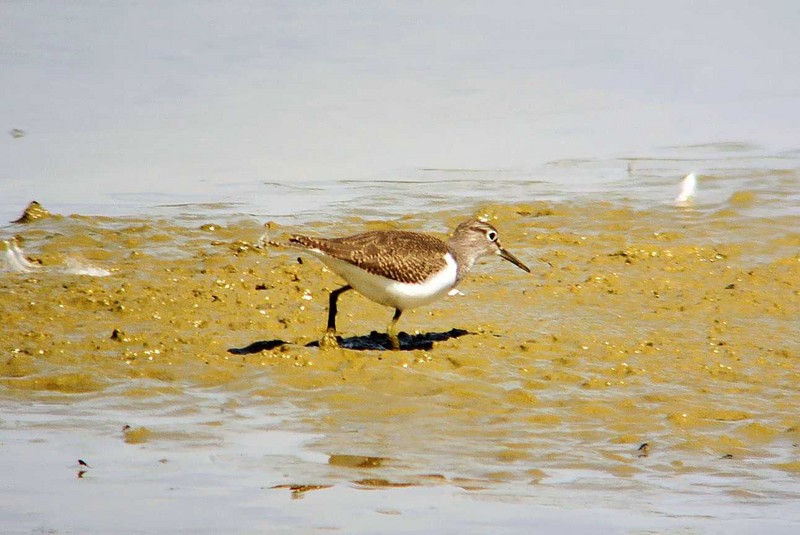 Common Sandpiper