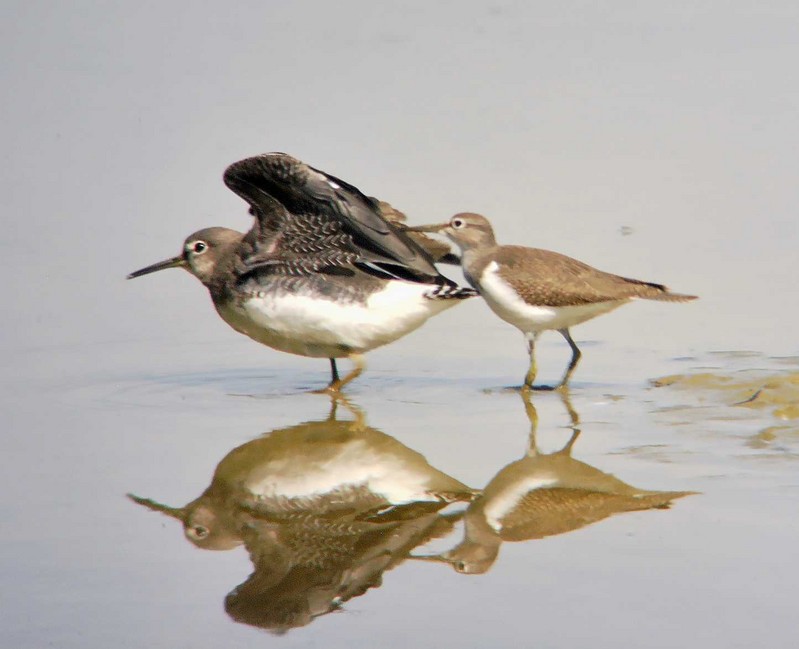 Common Sandpiper