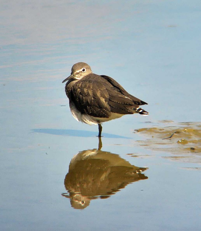 Green Sandpiper